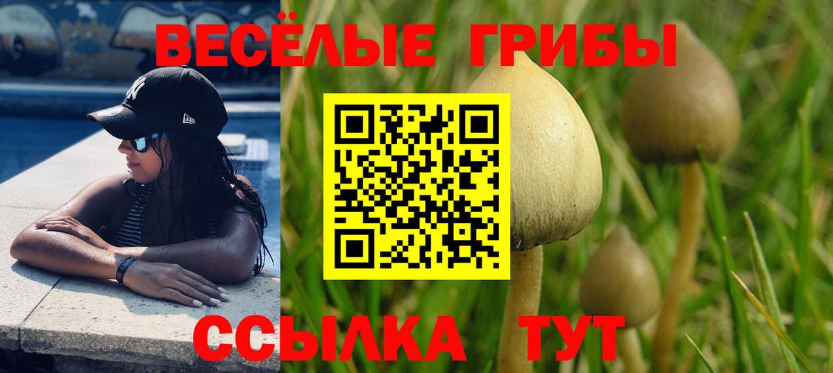Псилоцибиновые грибы Psilocybine cubensis Тверь