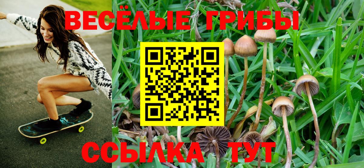 Галлюциногенные грибы прущие грибы  Галлюциногенные грибы Psilocybine cubensis  Тверь  Вход с VPN 